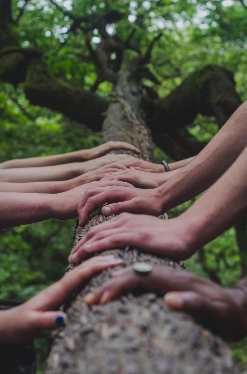 Photo taken by Shane Rounce. View looking up the tree with several hands next to each other.