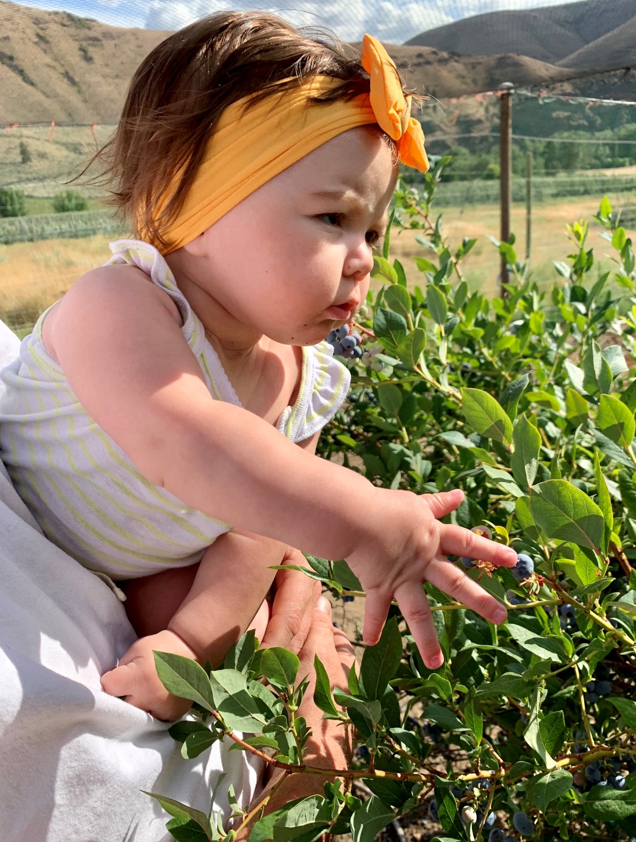 DSHS Family: Picking Blueberries