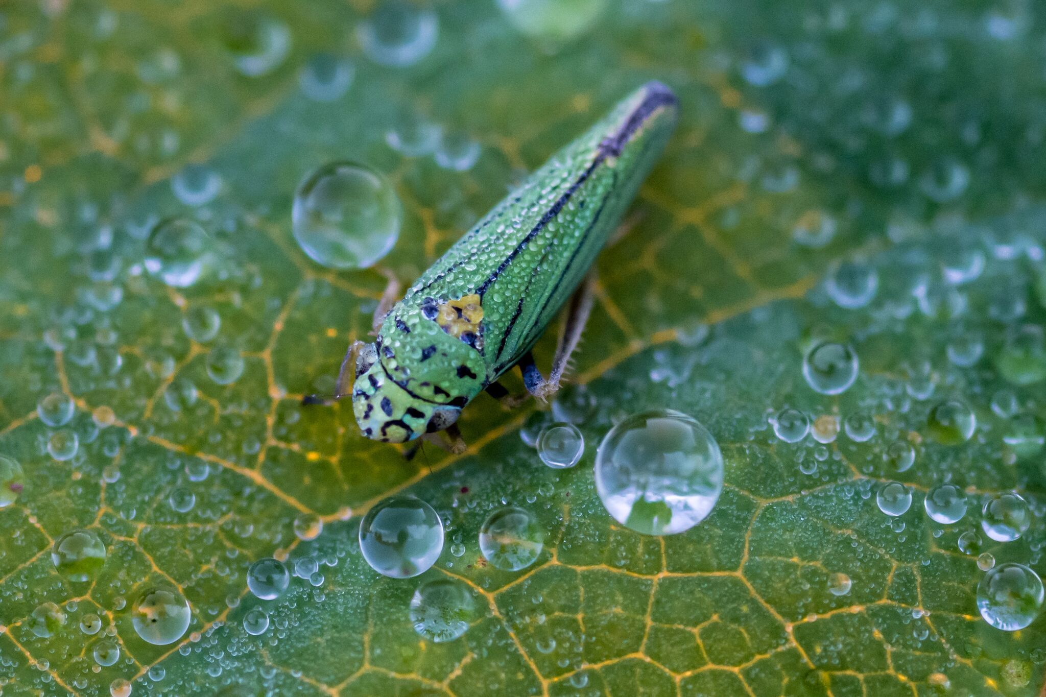 TECHNICAL: Aphid on A Leaf