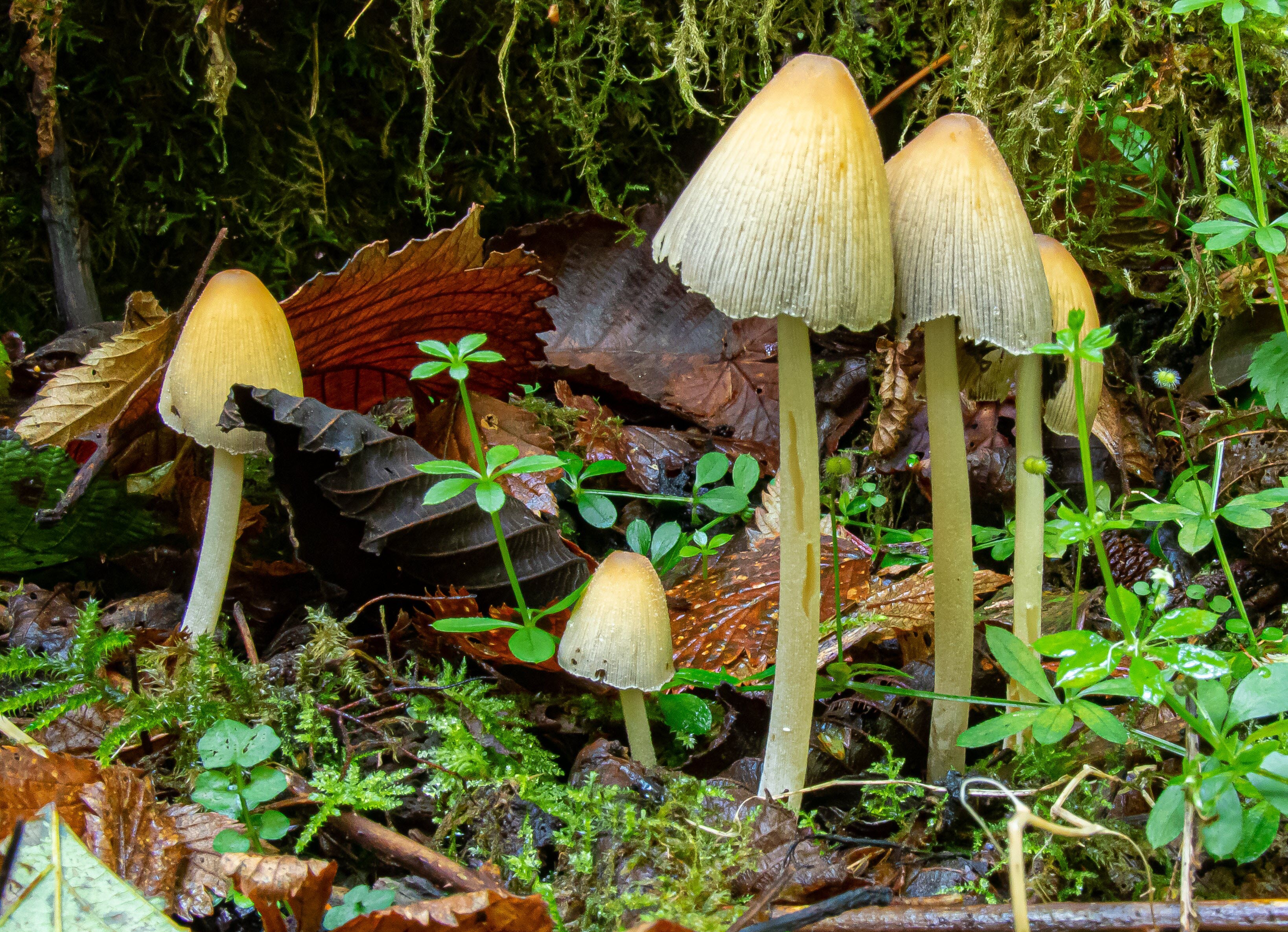 Artistic: Mr and Mrs Fungi take the kids to the Forest