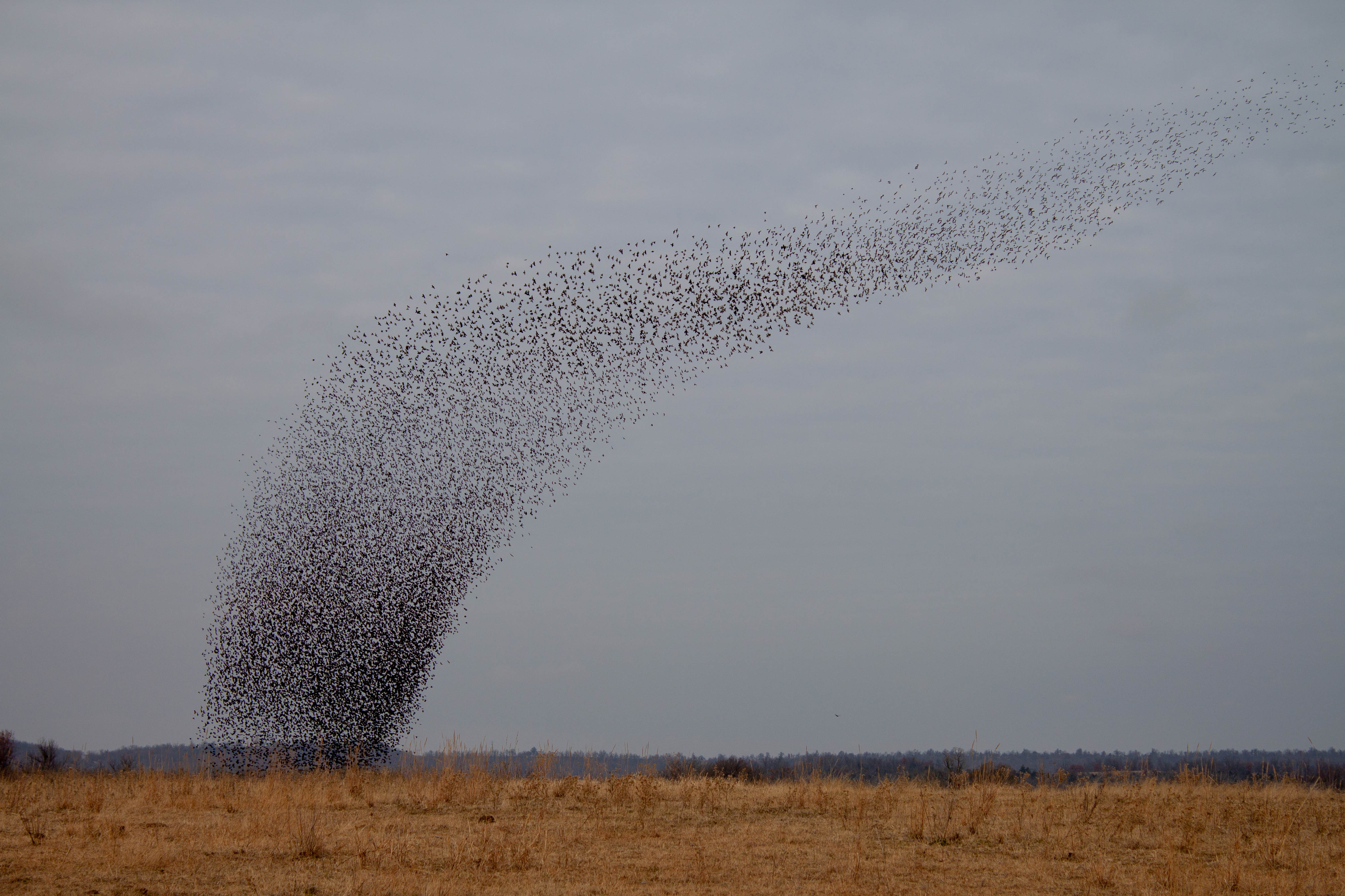 black birds