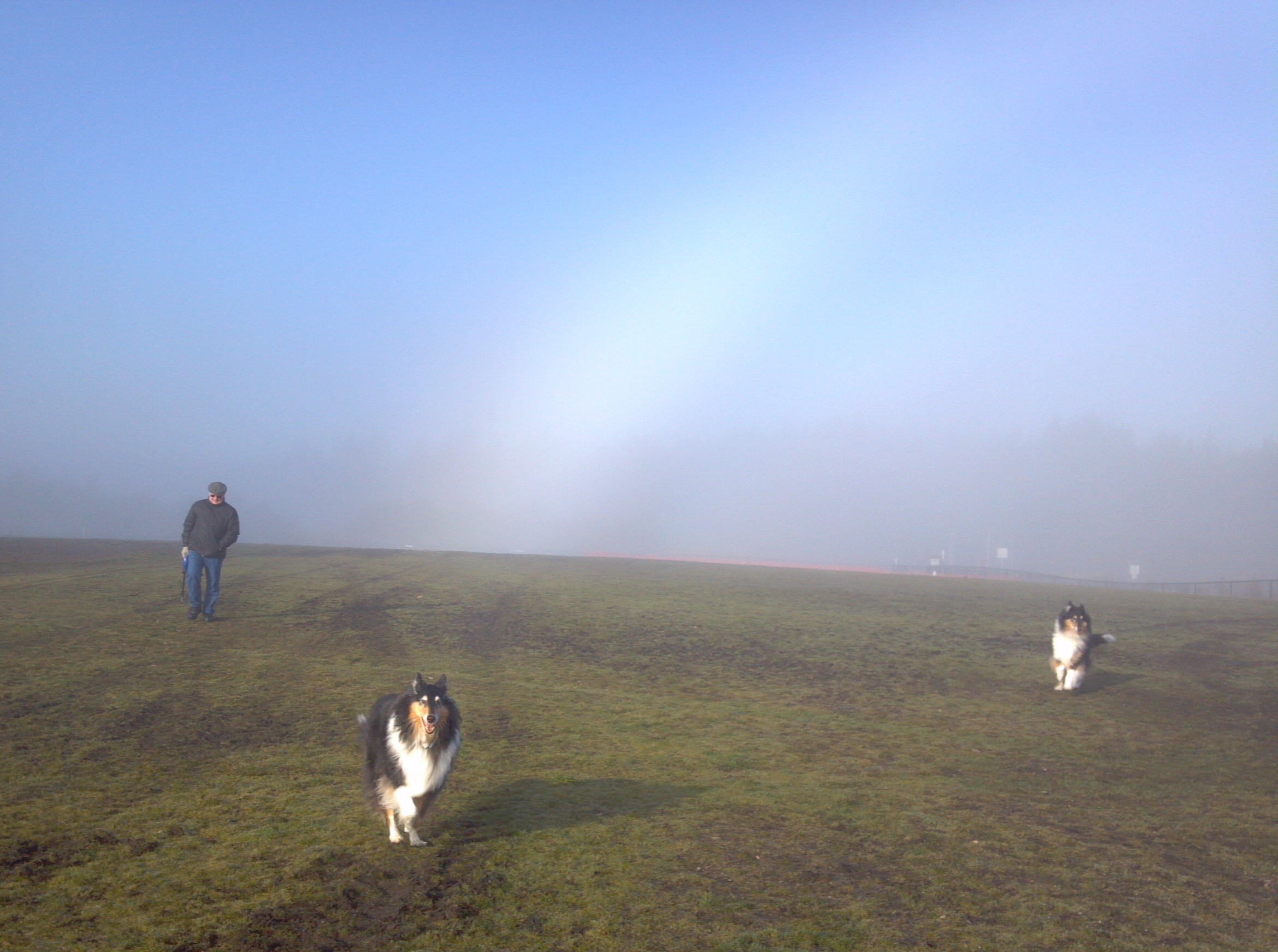 Foggy Morning at the Dog Park