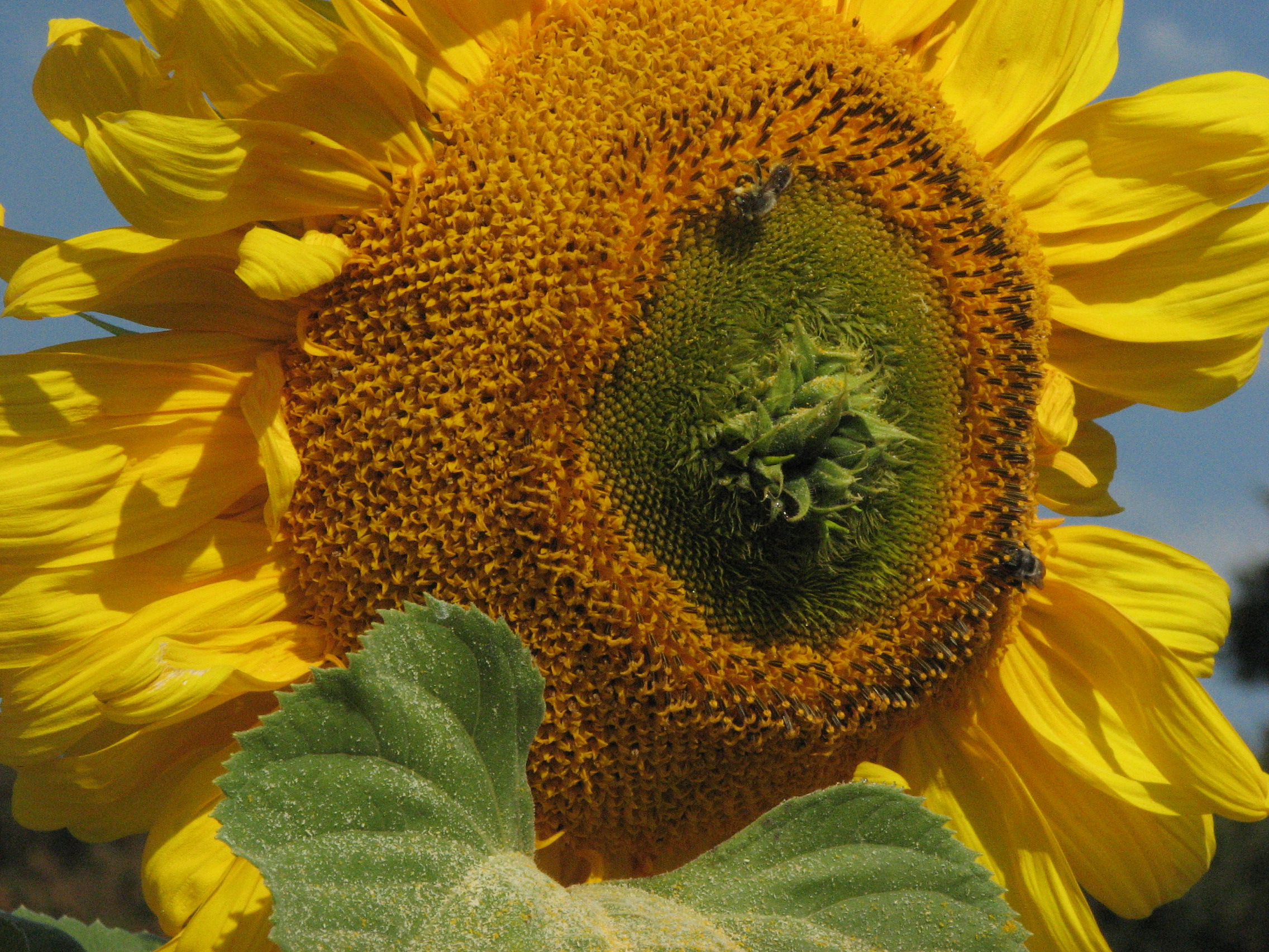 Clients Sunflower