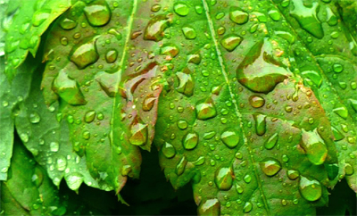 Close-up water on leaf